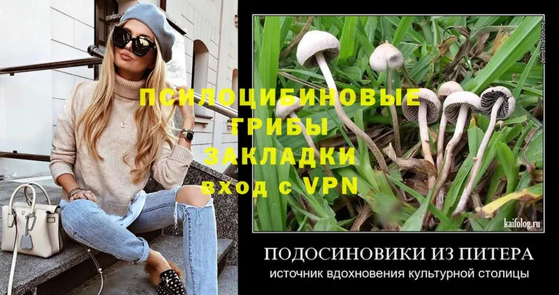 купить  сайты  Кинель  Галлюциногенные грибы Psilocybe 